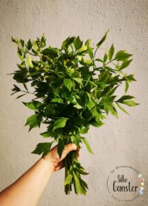 Liebstöckel Wirkung Liebstöckeltee Mensturationsbeschwerden Mens Mensbeschwerden Regelschmerzen PMS TCM Ernährungsberatung
