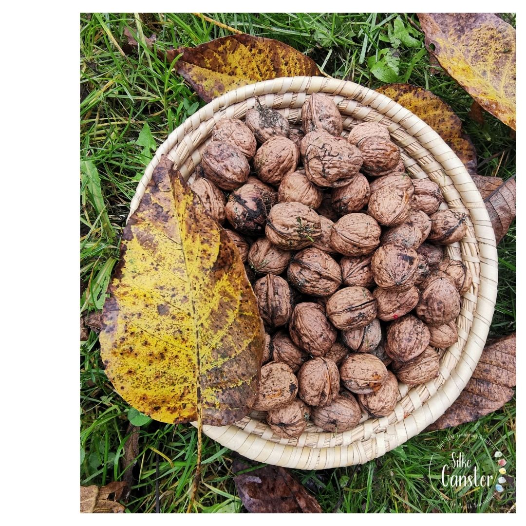 Walnuss Walnüsse TCM Beratung Herbst kalte Füße Hände wärmend