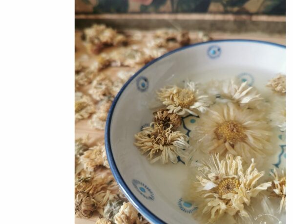 Chrysanthemenblüten TCM Tee Ernährungsberatung 1020